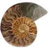 Ammonite Flooring